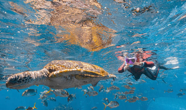 Oceanarium Diving Experience 10% Off